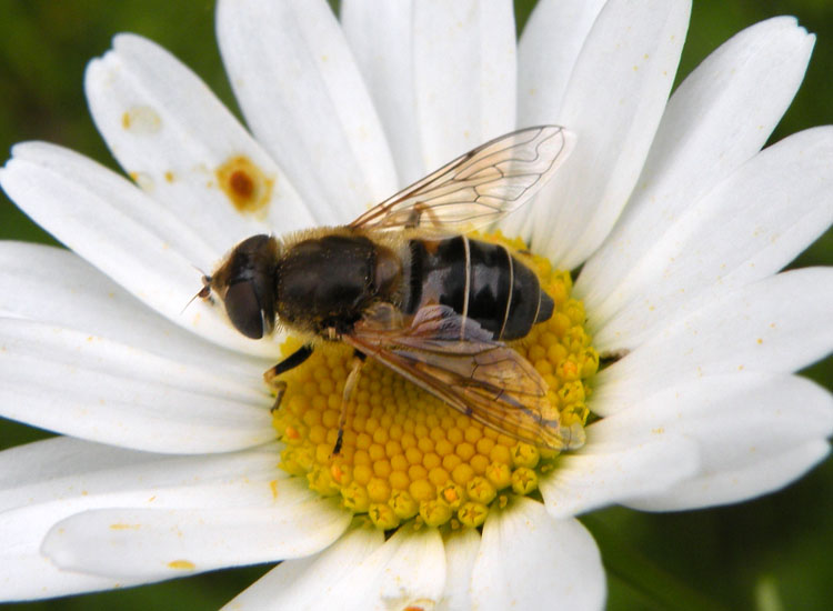 Eristalis interrupta?